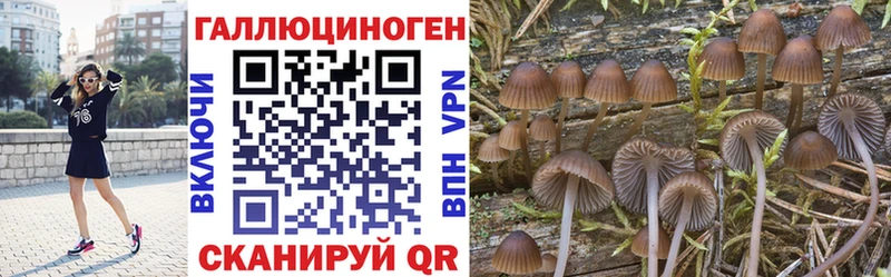 закладка  Кинешма  Галлюциногенные грибы Psilocybine cubensis 